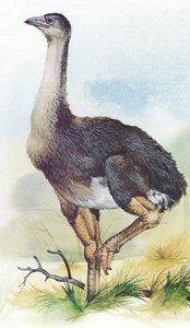 Moa, Dinornis Maximus, of New Zealand which became extinct in about 1850